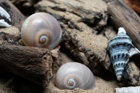 Still life of shells and artifacts shaped and returned by the sea 3 写真素材