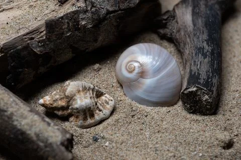 Still life of shells and artifacts shaped and returned by the sea 3 스톡 사진