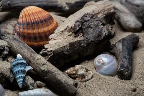 Still life of shells and artifacts shaped and returned by the sea 3 Stockfoto's