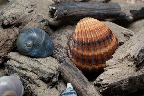 Still life of shells and artifacts shaped and returned by the sea 3 Stockfoto's