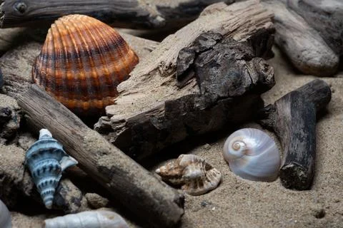 Still life of shells and artifacts shaped and returned by the sea 3 Stock Photos