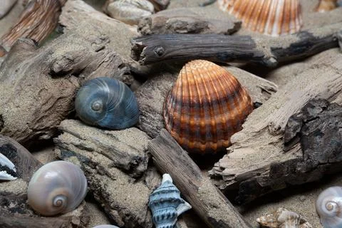 Still life of shells and artifacts shaped and returned by the sea 3 写真素材