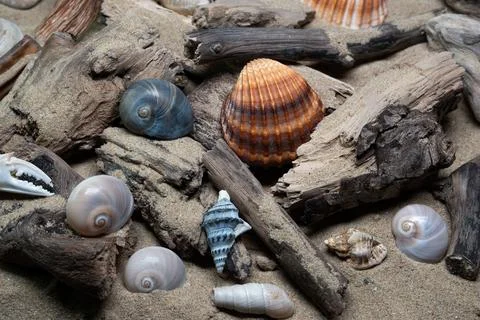 Still life of shells and artifacts shaped and returned by the sea 3 Stock Photos