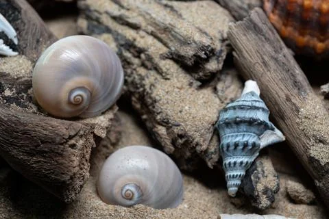 Still life of shells and artifacts shaped and returned by the sea 3 Stockfoto's