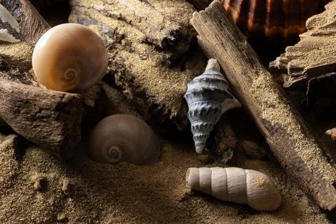 Still life of shells and artifacts shaped and returned by the sea 3 Foto stock
