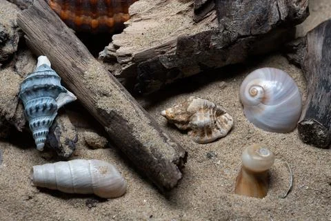 Still life of shells and artifacts shaped and returned by the sea 3 Fotos de archivo