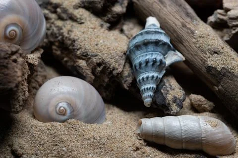 Still life of shells and artifacts shaped and returned by the sea 3 Stockfoto's