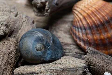 Still life of shells and artifacts shaped and returned by the sea 3 Stockfoto's