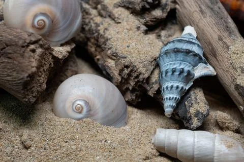 Still life of shells and artifacts shaped and returned by the sea 3 Stockfoto's