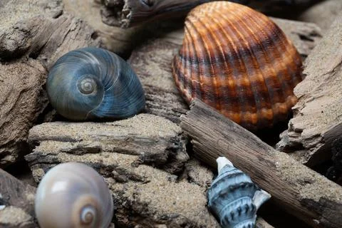 Still life of shells and artifacts shaped and returned by the sea 3 Stock-Fotos