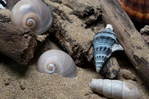Still life of shells and artifacts shaped and returned by the sea 3 Фото