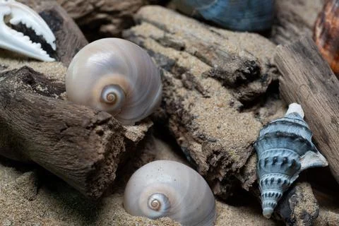 Still life of shells and artifacts shaped and returned by the sea 3 Foto stock