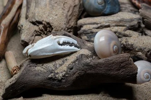 Still life of shells and artifacts shaped and returned by the sea 3 Stockfoto's