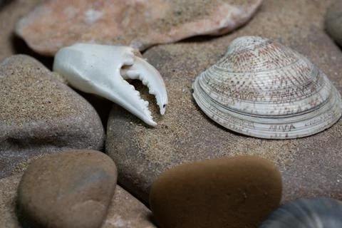 Still life of shells and artifacts shaped and returned by the sea 3 Stock-Fotos