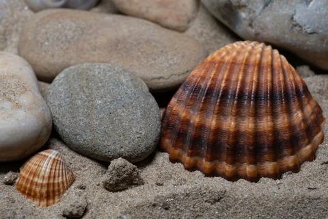 Still life of shells and artifacts shaped and returned by the sea 3 Stockfoto's