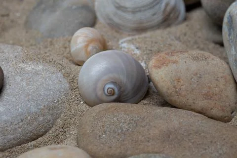 Still life of shells and artifacts shaped and returned by the sea 3 Stockfoto's
