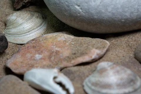 Still life of shells and artifacts shaped and returned by the sea 3 Stockfoto's