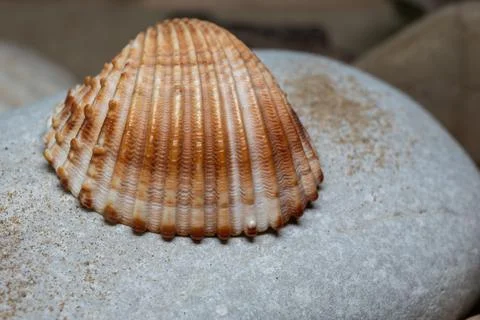 Still life of shells and artifacts shaped and returned by the sea 3 Stockfoto's