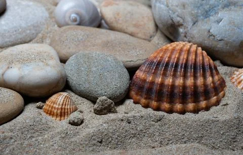 Still life of shells and artifacts shaped and returned by the sea 3 Stock-Fotos