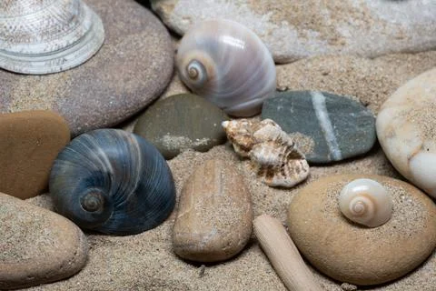 Still life of shells and artifacts shaped and returned by the sea 3 Stock Photos