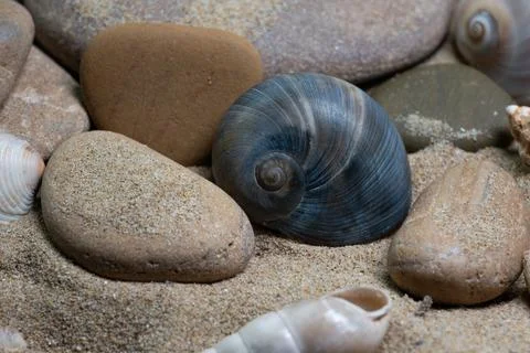 Still life of shells and artifacts shaped and returned by the sea 3 Stock Photos