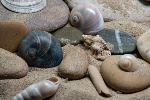 Still life of shells and artifacts shaped and returned by the sea 3 Stock Photos