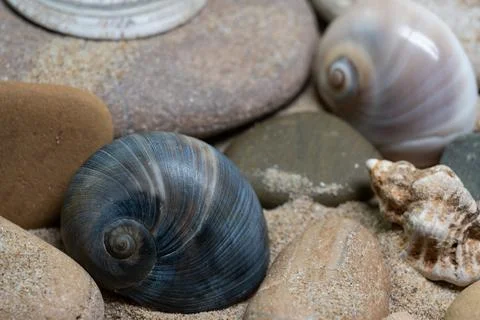 Still life of shells and artifacts shaped and returned by the sea 3 Stock Photos