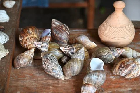 Still life shells. Composition set the view from the top on the table Stock Photos