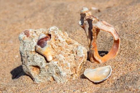 Still life of shells. Stock Photos