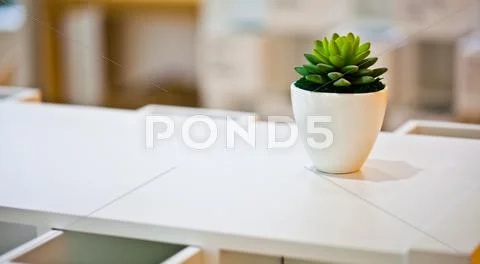 Still life shot of cactus in a pot on white table Stock Photos