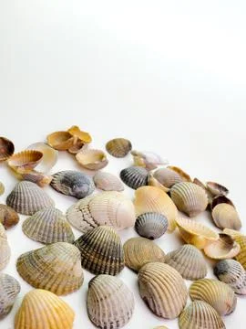 Still life of small shells on a white background. Sea shells Stock Photos
