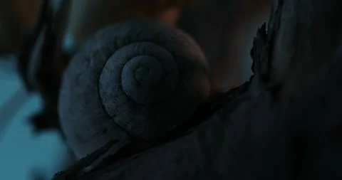 Still life with Snail Shell and Dried Flora. Stock Footage 260880735