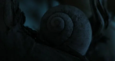 Still life with Snail Shell and Dried Flora at Moonlight. Stock Footage 261807299