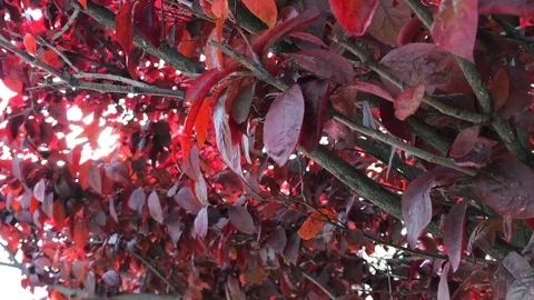 Still life video. Tree with red leaves 動画素材 75607030