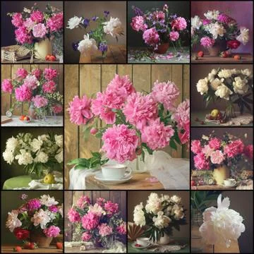 Still lifes with bouquets of peonies. Stock Photos