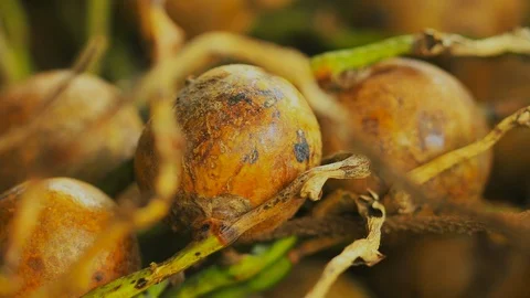 Still macro shot of coyol palms fruit, shallow depth of field, blurred Stock Footage 101690076