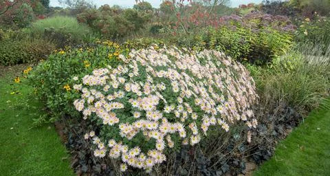 Still Maintaining An Array Of Summer Colour At Wisley Gardens In Surrey Due To T Stock Photos