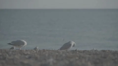 Still medium shot of seagulls preening, birds cleaning themselves Stock Footage 201944488