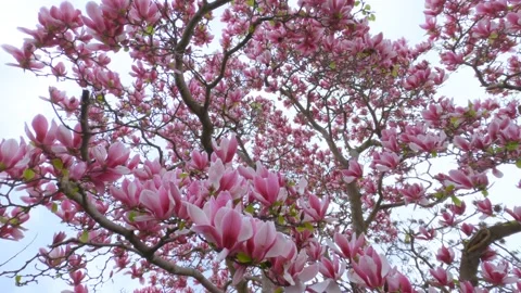 Still, moving and close up shots of magnolia tree, 4K Stock Footage 138612745
