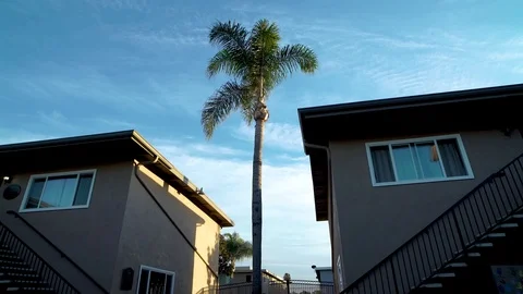 Still Palm Tree between Two Apartments, Shelter Stock Footage 92402832