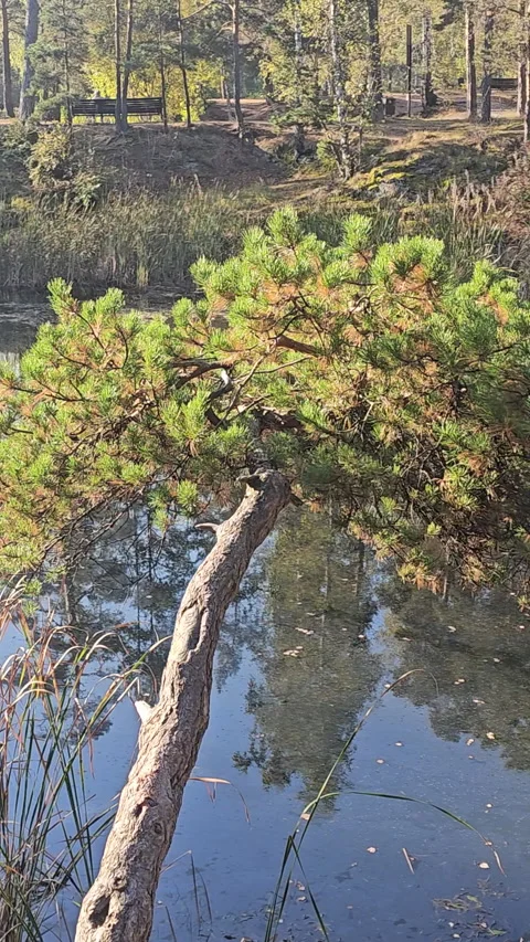 Still pine tree leans over calm, reflective water Video stock 347676661