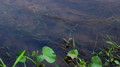 Still Pond Edge with Aquatic Grass and Murky Water Surface Stock Footage 339770864