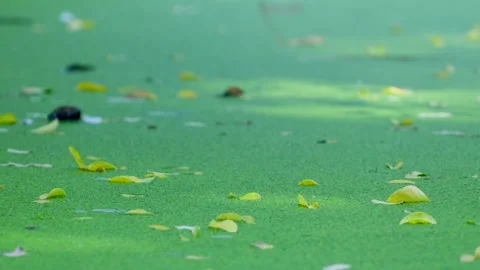 Still pond surface covered in green duckweed Stock-Footage 320813043