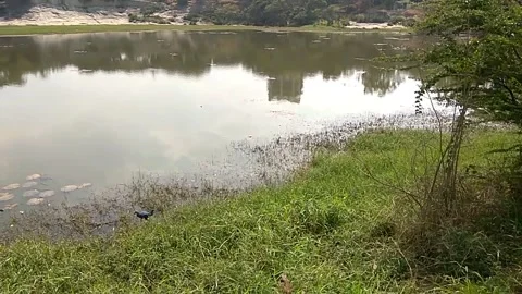 Still pond surrounded by greenery 스톡 동영상 154212891