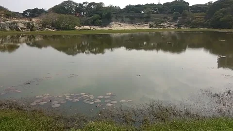 Still pond surrounded by greenery Stock Footage 154307770