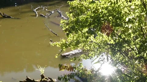 Still pond water with fallen branches Stock Footage 339356632