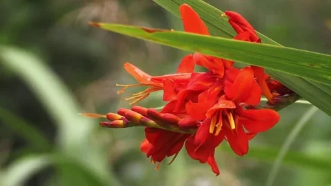 Still Red Flowers Vidéo 69238130