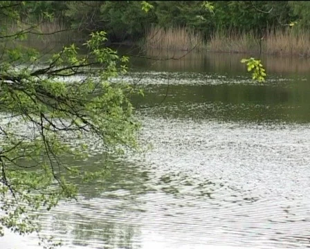 Still river Stock Footage 296655