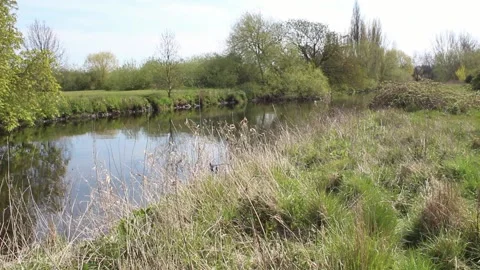 Still River Over Grass Stock Footage 152852579
