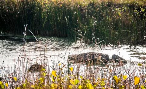 A still river Stock Photos